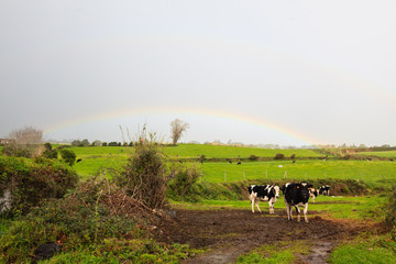 Cows in the field in Azores, Portugal