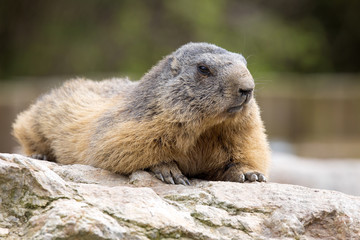 Alpine marmot, Marmota Marmota, one of the big rodents