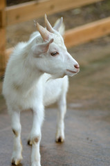 山羊のポートレート