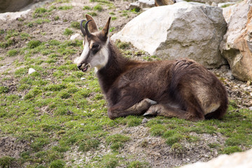 Alpine Chamois, Rupicapra rupicapra, inhabits the European Alps