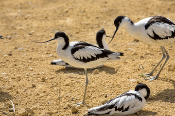 Pied Avocet, Recurvirostra avosetta, living in flocks