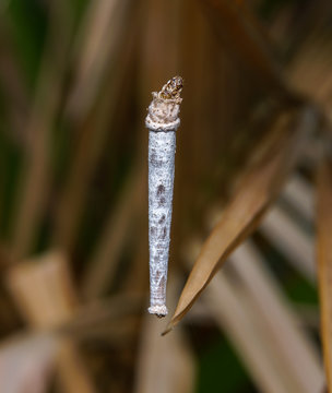 white worm
