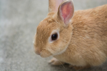ウサギのポートレート
