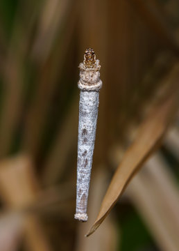 white worm