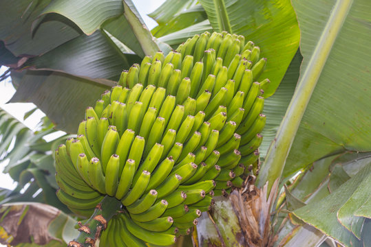 bunch of babanas on plant in detail
