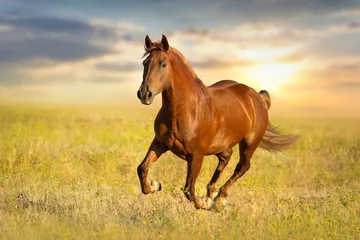 Foto op Canvas Rood paard rennen tegen avondrood © callipso88
