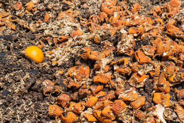 Dried squeezed orange peels