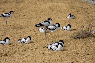 Pied Avocet, Recurvirostra avosetta, living in flocks
