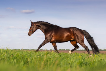 Stallion run in green spring field