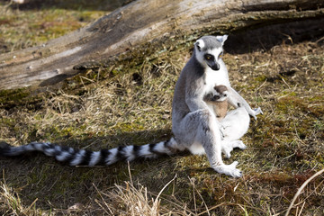 Ring-tailed Lemur, Lemur catta, female with young