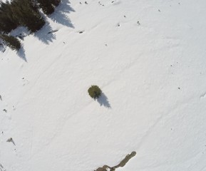 Samotny Świerk  © rafalmusialek95