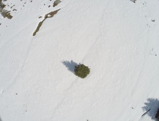 Samotny Świerk  © rafalmusialek95