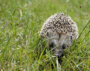 the little hedgehog running on a grass - Erinaceidae