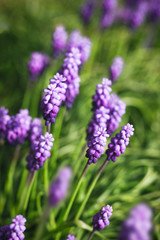 Fototapeta premium Grape hyacinth flowers