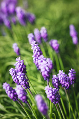 Fototapeta premium Grape hyacinth flowers