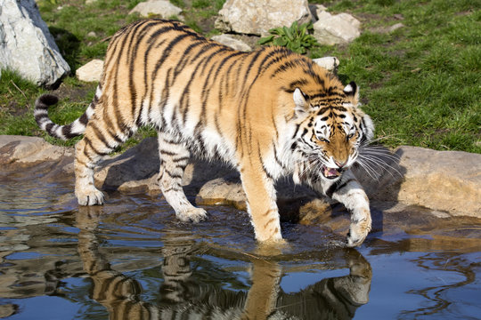 angry Amur tiger, Panthera tigris altaica, beating paws into the water