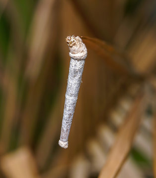 white worm