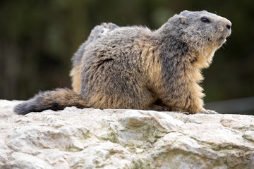 Naklejka na ściany i meble Alpine marmot, Marmota Marmota, one of the big rodents