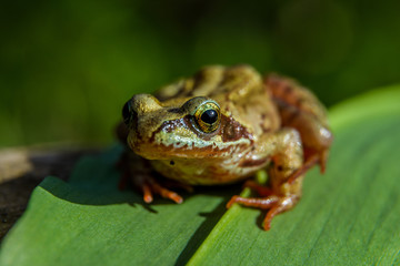 Little brown frog