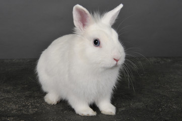 lapin commun © jeromephoto