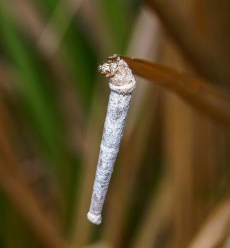 white worm