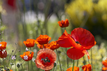 Poppies on meadow