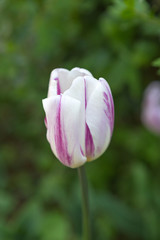 Tulip