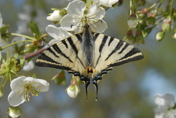 Erik Kırlangıç Kuyruğu