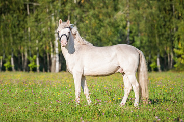 Naklejka na ściany i meble Beautiful albino horse with blue eyes standing on the pasture in summer