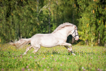 Naklejka na ściany i meble Beautiful albino stallion running on the field in summer