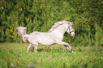 Beautiful albino horse running on the field in summer