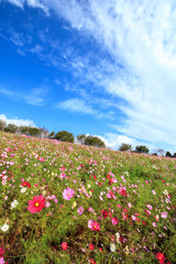 コスモス畑＠長崎県諫早市白木峰