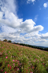 コスモス畑＠長崎県諫早市白木峰