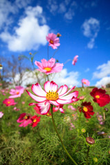 コスモス畑＠長崎県諫早市白木峰