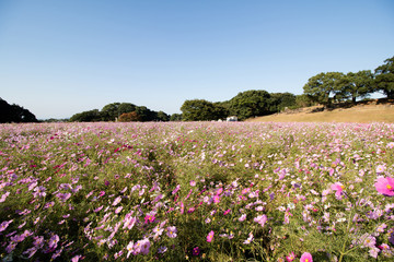 コスモス畑＠佐世保市展海峰