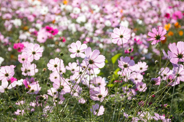 コスモスの花