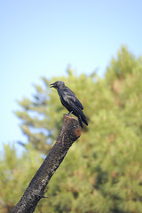 Western jackdaw (Corvus monedula) perched on a tree trunk