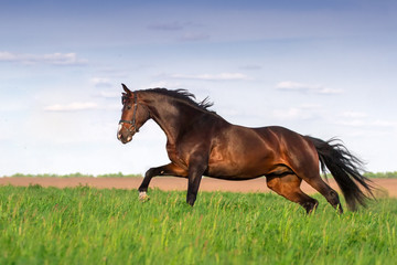 Fototapeta na wymiar Stallion run in green spring field