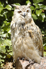 Real owl (bubo bubo) in captivity perched on an artificial innkeeper