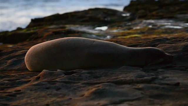 Seals on the rocks to sleep, sunbathe