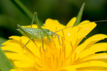 a various grasshopper in yellow flower