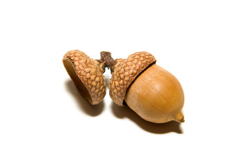 One  brown acorn  with hat on over white