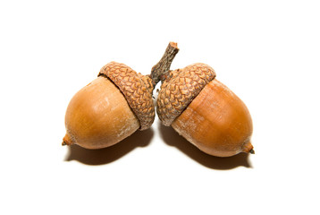 Two  brown acorns  with hats on over white