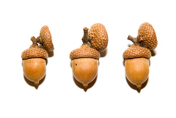 Three  brown acorns  with hats on over white