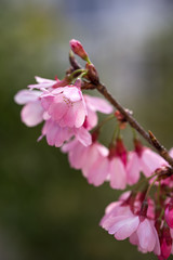 Obraz premium 桜の花