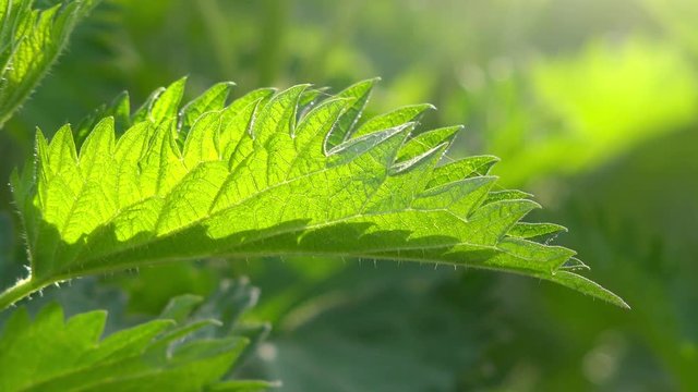 Stinging nettle or common nettle, a plant often used as a source of medicine, food and fiber.