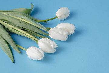 White tulips on blue