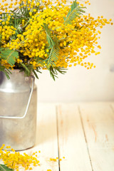 Mimosa flowers in a vintage metal milk can background
