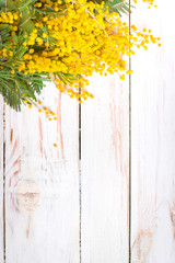 Fototapeta premium Mimosa flowers in a vintage metal milk can background