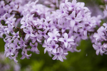 Morning Dews on Violet Flowers